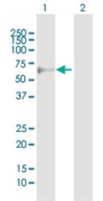 Rabbit anti-Llama VHH Secondary Antibody [PE] (NBP2-95273PE): Novus ...